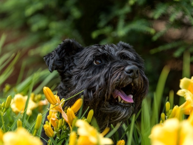 Черный лохматый пес сидит в желтых лилиях