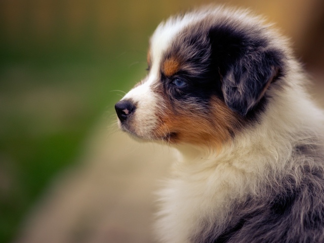 Голубоглазый щенок австралийской овчарки