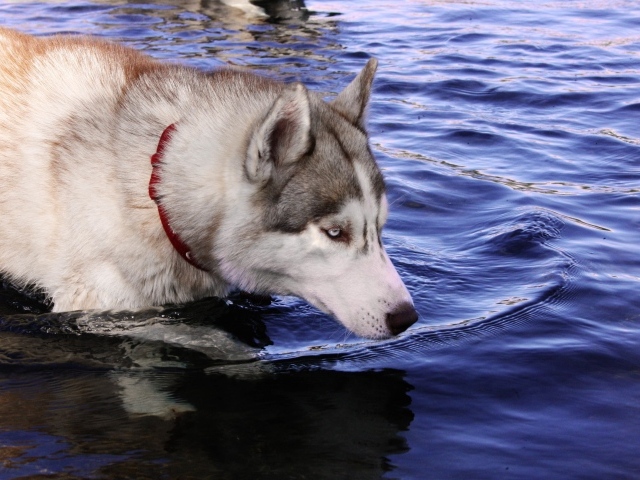 Голубоглазый хаски стоит в воде