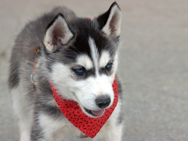 Голубоглазый щенок хаски с красным платком на шее
