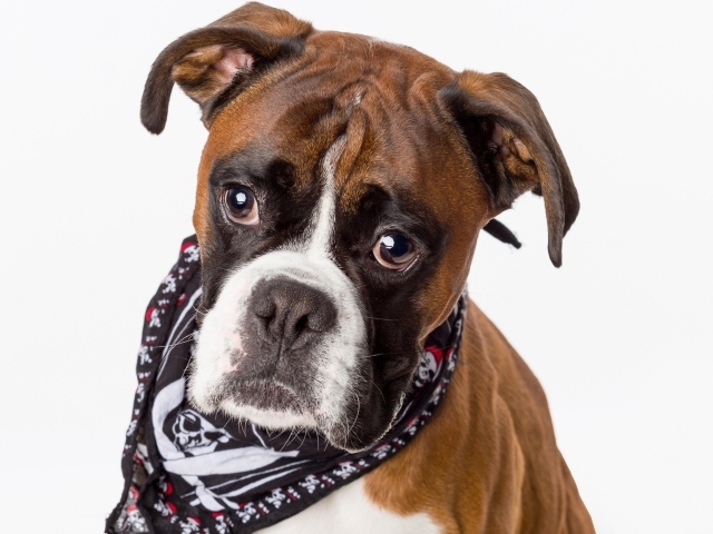 Боксер с платком на шее на сером фоне