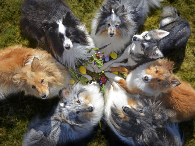 Собаки породы колли смотрят вверх