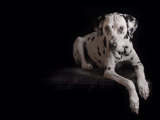 Далматинец лежит на кожаном диване на черном фоне