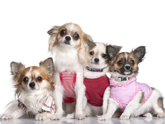 Четыре собаки породы чихуахуа в костюмах на белом фоне