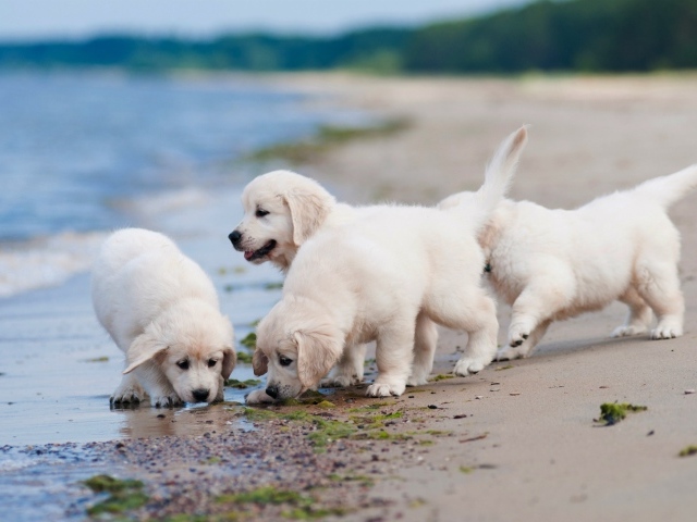 Четыре маленьких белых щенка золотистого ретривера на пляже