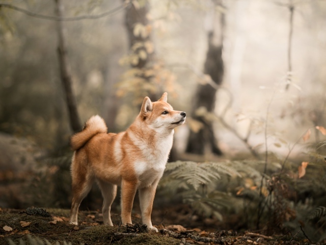 Забавный пес Акита в лесу