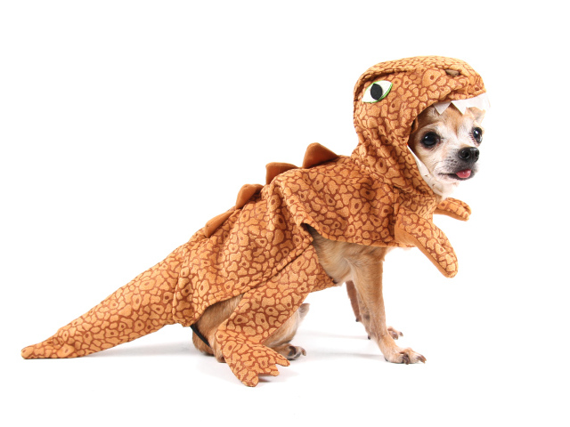 Забавный пес породы чихуахуа в костюме динозавра на белом фоне