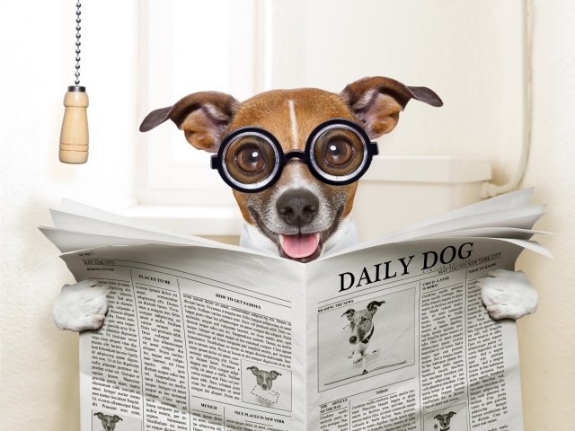 Смешная собака в очках читает газету
