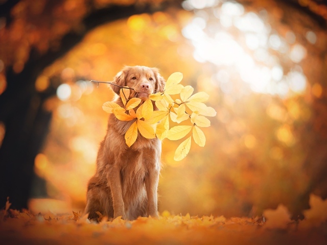 Золотистый ретривер в веткой с желтыми листьями в парке осенью
