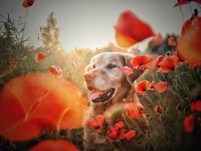 Золотистый ретривер в цветах красного мака