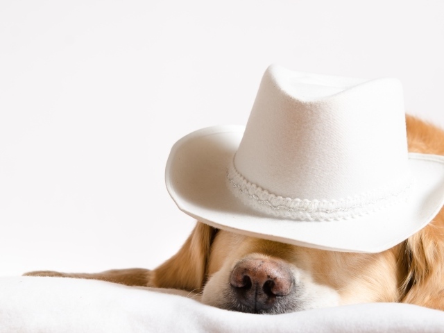 Золотистый ретривер спит в белой шляпе 