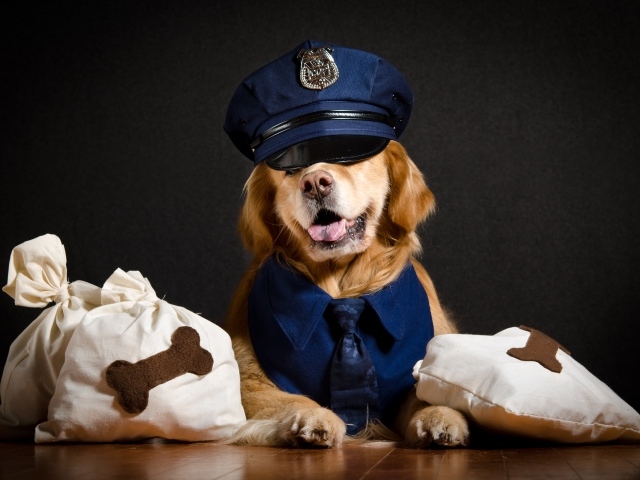 Золотистый ретривер в костюме полицейского 