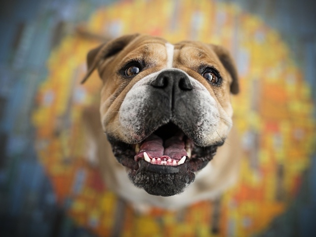 Довольная морда собаки породы боксер