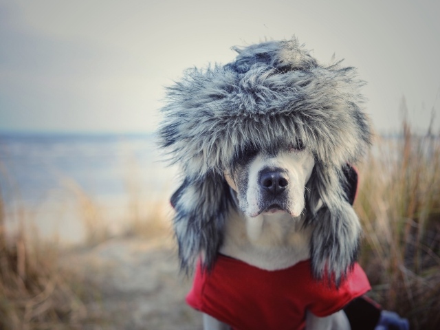 Охотничья собака в теплой шапке 