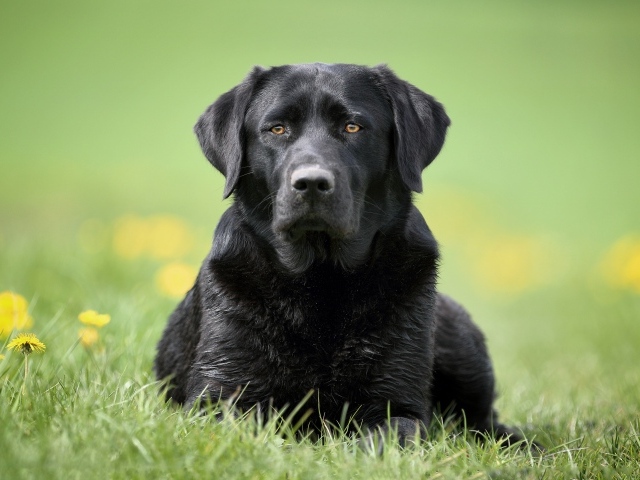 Большой черный лабрадор лежит на траве