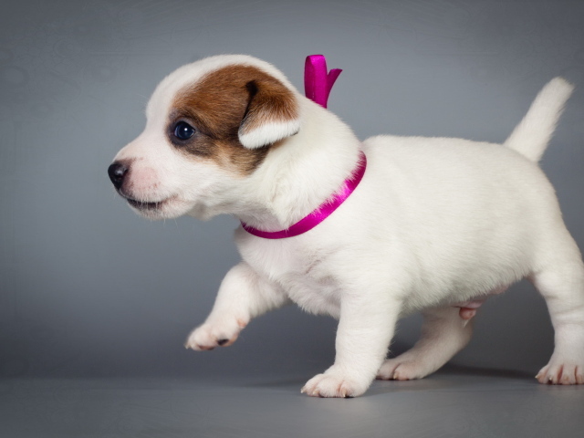Маленький милый щенок джек-рассел-терьер на сером фоне