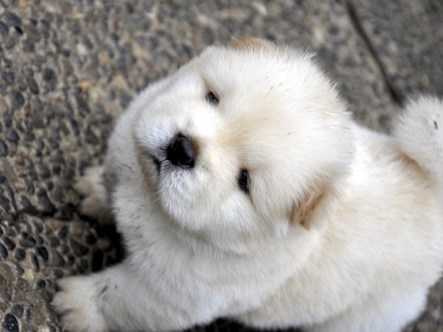 Маленький пушистый щенок чау чау