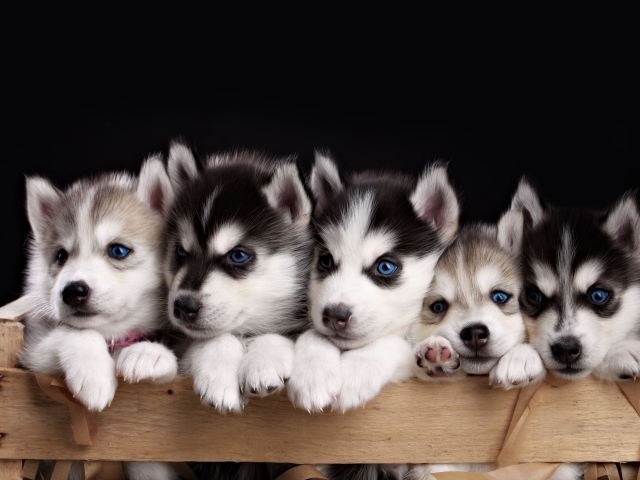 Маленькие забавные щенки хаски в ящике на черном фоне