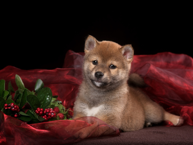 Маленький щенок Сиба-ину на красном покрывале