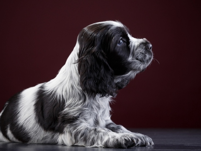 Маленький щенок английского спаниеля