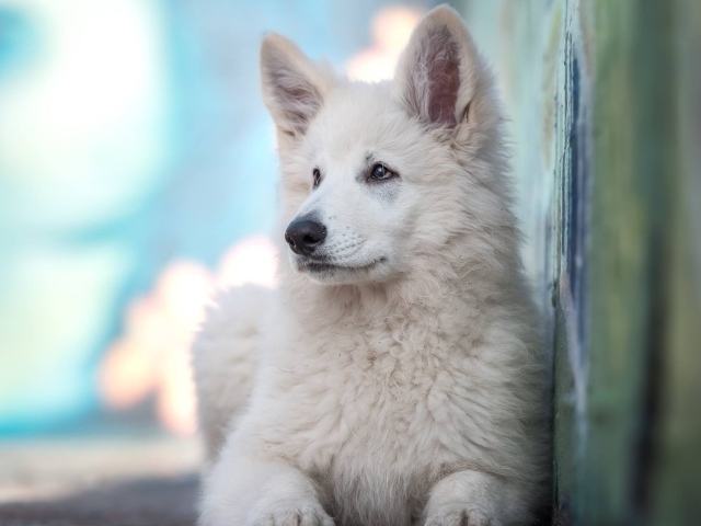 Маленькая белая овчарка с грустным взглядом