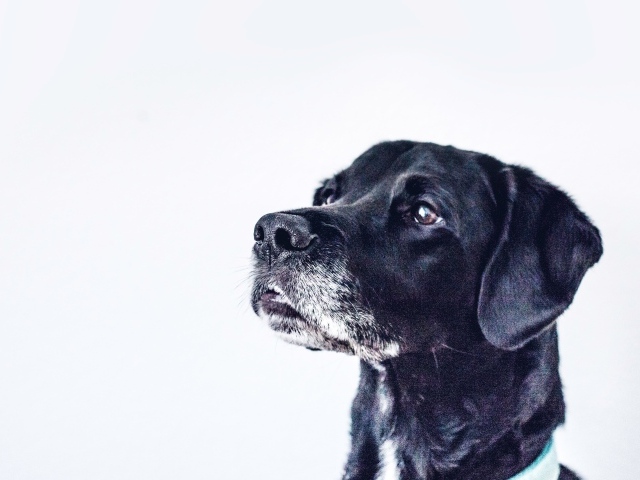 Морда черного дога на сером фоне