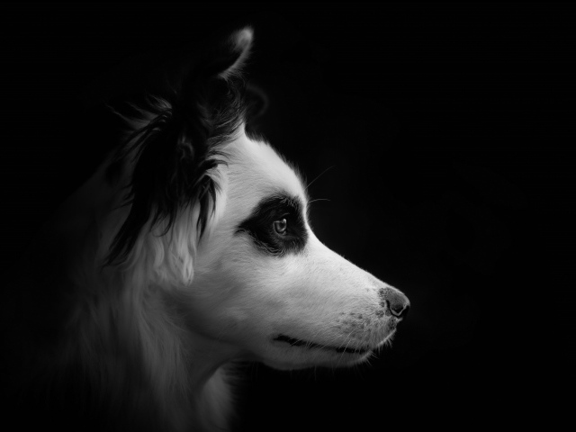 Морда собаки породы бордер колли черно - белое фото