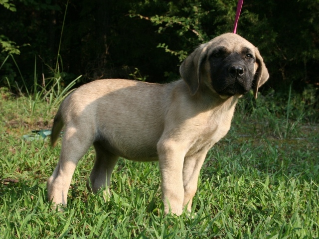 Щенок английского мастифа стоит на зеленой траве