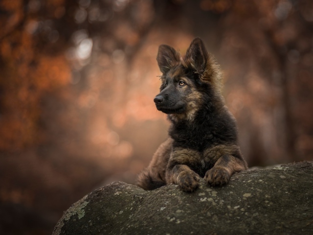 Щенок немецкой овчарки лежит на камне