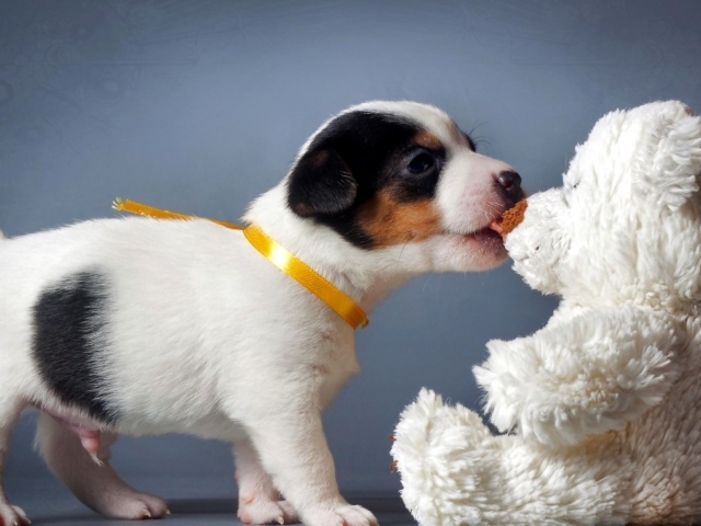 Щенок Джек-рассел-терьера кусает белого плюшевого мишку 