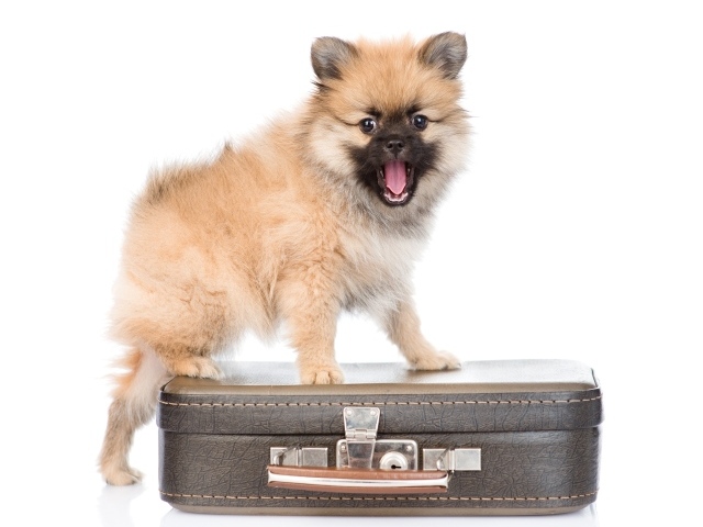 Щенок шпиц стоит на чемодане на белом фоне