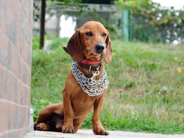 Грустная такса с цепью на шее