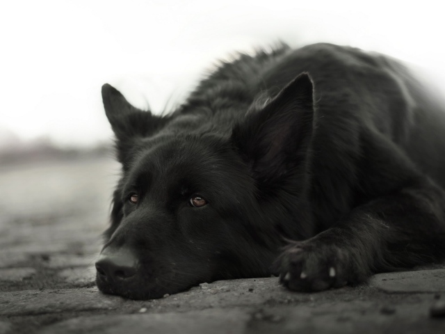 Грустная немецкая овчарка лежит на земле