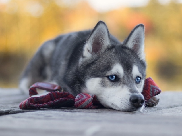 Грустный голубоглазый хаски с поводком 