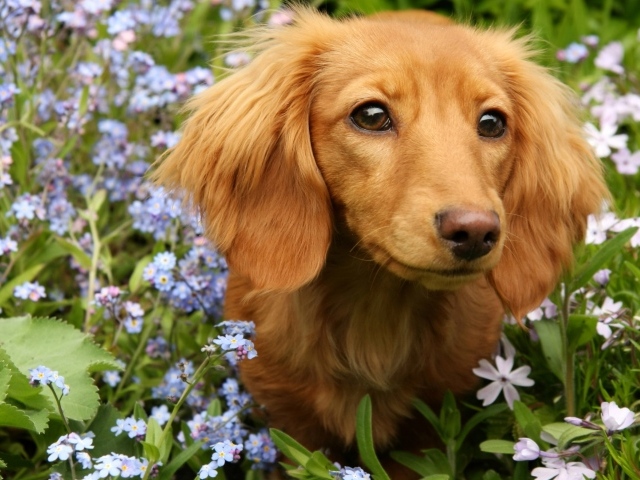 Грустная такса сидит в голубых цветах