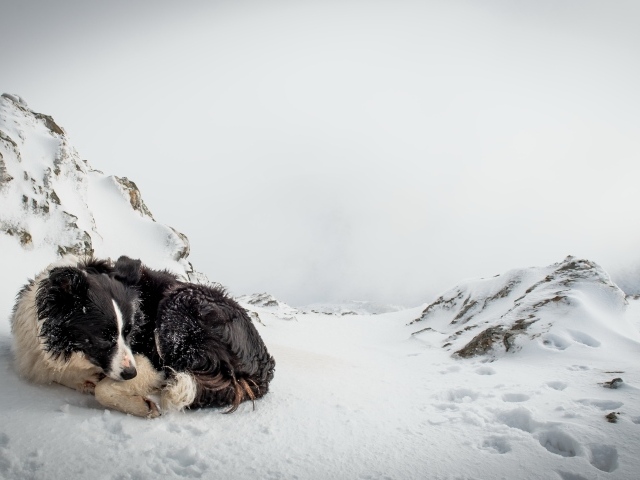 Грустная собака спит на снегу зимой