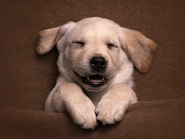 Довольный спящий щенок золотистого ретривера 