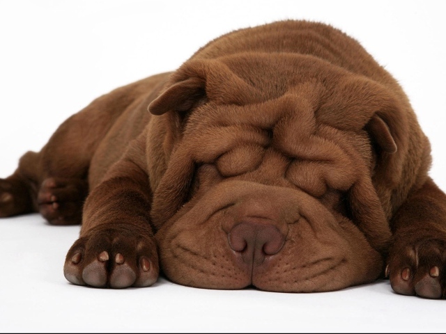 Спящий щенок шарпея на белом фоне