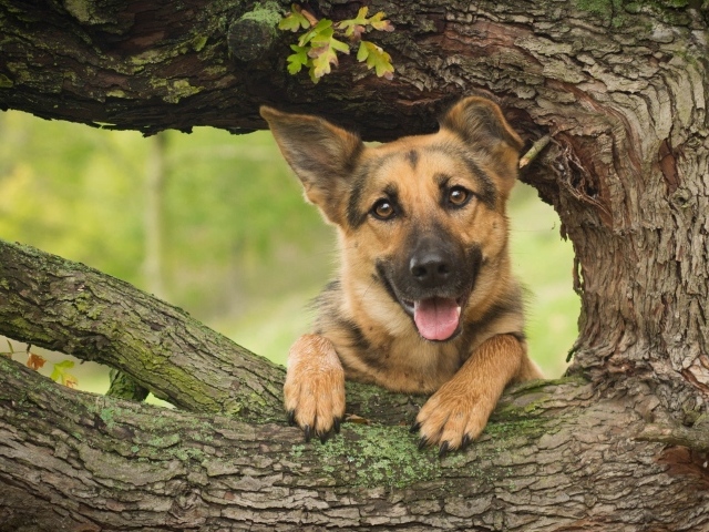 Немецкая овчарка с высунутым языком стоит у дуба