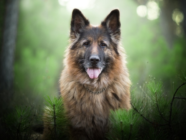 Немецкая овчарка с высунутым языком стоит у еловой ветки