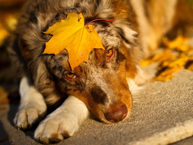Собака лежит лежит с желтым листом на морде 