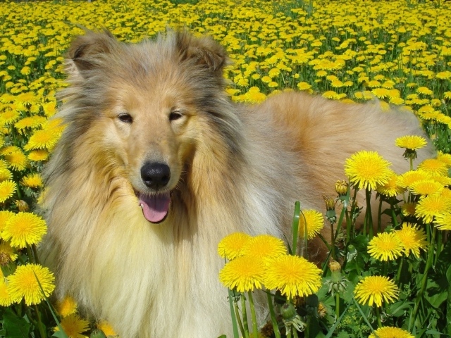 Длинношёрстный колли лежит в желтых одуванчиках