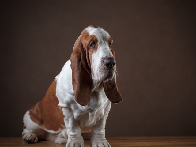 Грустный пес породы бассет хаунд 