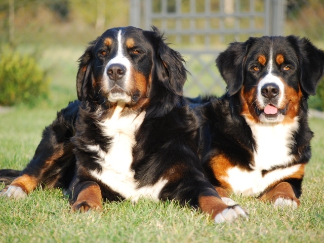 Две собаки Бернский зенненхунд лежат на зеленой траве 