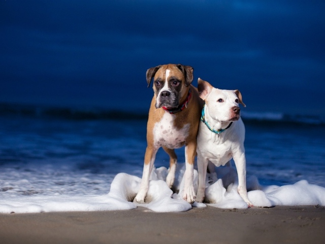 Две собаки гуляют по берегу моря по пене