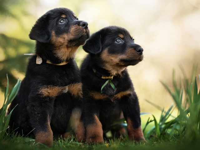 Два щенка породы Босерон сидят на зеленой траве
