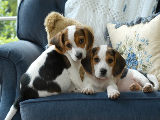 Два маленьких щенка бигля сидят на диване