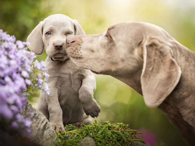 Собака породы Веймаранер со щенком