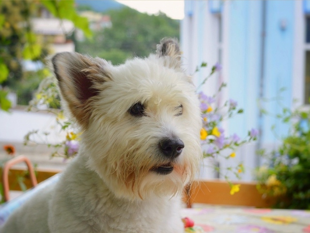 Вест-хайленд-уайт-терьер на балконе 