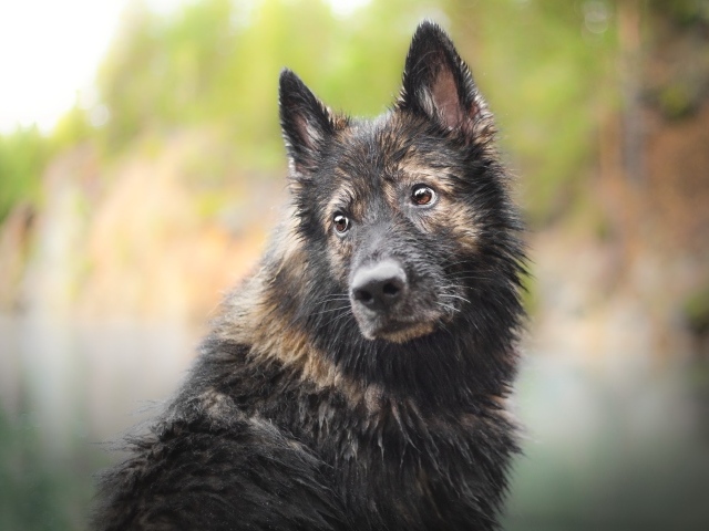 Мокрая большая собака с грустной мордой